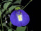 Clitoria's Flower Clitoria's Flower