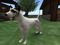 DANE DOG