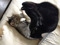 My Fur Babies
