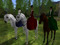 The Sidesaddle Society