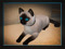 KittyCats Advertising
