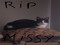 Missy