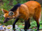 Maned Wolves of SL