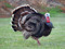Bay Area Wild Turkey Huggers