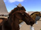 Skylandia Kaiila Ranch & Riding Trails Skylandia Kaiila Ranch & Riding Trails