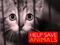 ACTUANIMAUX ACTUANIMAUX