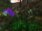 Magick - GLBT Elven Mature sim