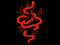 The Forte Syndicate