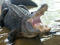 ~ Gator