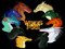 .:Wings of Fire:. .:Wings of Fire:.