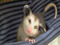 The 10 Commandments of the Opposum Church