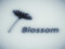 [Blossom] Mesh Object Shop