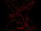 X Rated Fans.