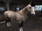 Horse Character Horse Character