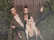 The grandparentals