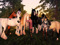 Horse & Rider Horse & Rider