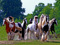 Wild Herd Wild Herd