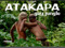 SAVAGE BOYS OF ATAKAPA 