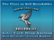 Cheap horses & bundles @ Soaring Eagle Farm Cheap horses & bundles @ Soaring Eagle Farm
