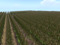 The Corn Field