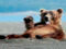 Grizzland