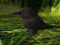 Realm of the Raven