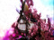Ethereal Domicile
