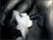 Shemale Interracial CumHouse