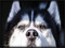 Bowie - My Huskie