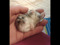 Sancho Panza, my pet in rl