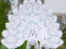 9. WHITE PEAFOWL 9. WHITE PEAFOWL