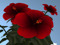 PlantPets Growers Cooperative