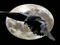 NEVERMORE CLAN NEVERMORE CLAN