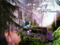 Forest Of Mystical Dreams