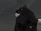 Lycan/Werewolf Lycan/Werewolf