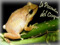 La posada del coqui La posada del coqui