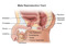 4 - Male Reproductive Tract 4 - Male Reproductive Tract