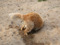 Curious Sandbox Curious Sandbox