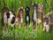 Jess's Kitycats Jess's Kitycats