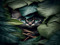 [- WILD ~ Team House -]