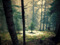 <<<= Siberian Taiga =>>>