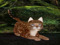Pretty Pixel Auction Group Pretty Pixel Auction Group