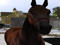 Nevaeh (horse)