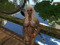 ✿ Bree ✿ 2007 - My Sis, Gorean Panther ✿ Bree ✿ 2007 - My Sis, Gorean Panther
