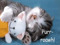 Murr n Purr