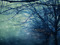 Winter Moon