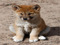 [-NDA-] National Dingo Alliance