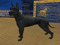 DAME DOG 2