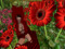 **Kitty Loves Flowers** **Kitty Loves Flowers**