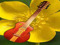 Dmay's Buttercups